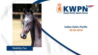 14 Nobility Fee (Indian Gold x Pacific)