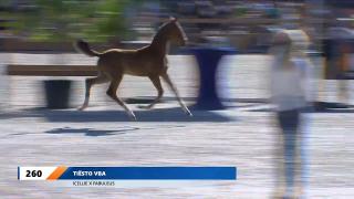 Nationale Veulenkeuring - Selectie hengstveulens Tuigpaard (groep 2).mp4