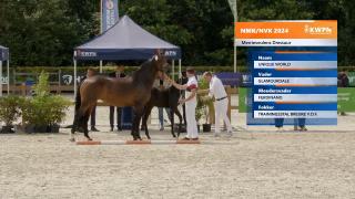 Nationale Veulenkeuring - Selectie merrieveulens dressuur (groep 2).mp4