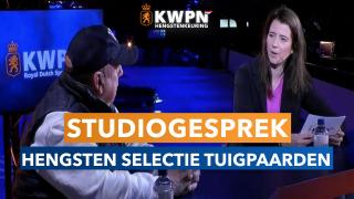 Studiogesprek - Hengstenselectie tuigpaarden 