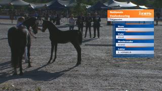 Nationale Veulenkeuring - Selectie hengstveulens Tuigpaard (groep 1)