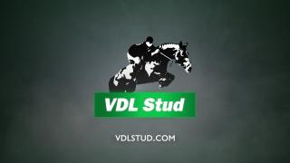 VDL Stud Online Hengstenshow - NL