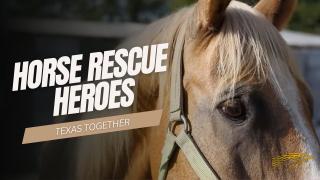 Horse Rescue Heroes - Texas Together