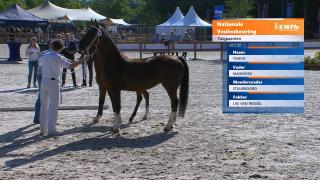 Nationale Veulenkeuring - Selectie merrieveulens Tuigpaard (groep 1)