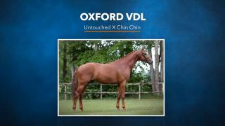 Oxford VDL - Untouched x Chin Chin