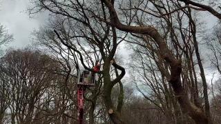 Bomen bos Ermelo krijgen tweede leven bij de Botterstichting Harderwijk