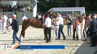 Nationale Tuigpaardendag 2023 - NMK: Finale driejarigen