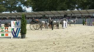 Nationale Tuigpaardendag 2023 - Show Vijftig tinten grijs