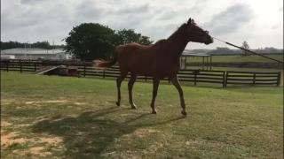 Pro Stride Treatment in a Horse