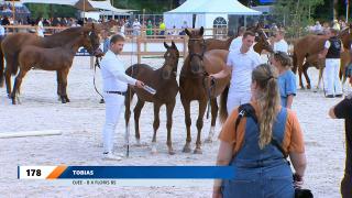 Nationale Veulenkeuring - Gelders paard (finale)