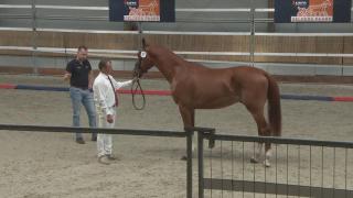Stamboekkeuring Gelders paard - groep 9( 37)
