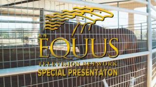 EQUUS PRESENTS Performance Equine Veterinary Services Horse Tying Up 
