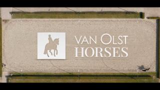 Online Hengstenshow - Van Olst Horses