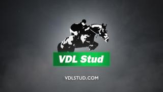VDL Stud Online Stallionshow - ENG