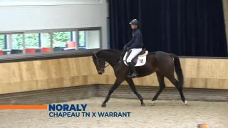 Noraly - Chapeau TN x Warrant 