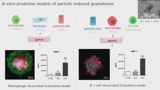 In vitro predictive models of particle-induced granulomas