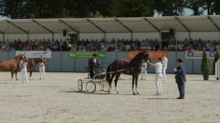 Fokker van het jaar - Tuigpaard