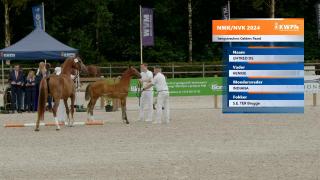 Nationale Veulenkeuring - Hengstveulens Gelders Paard