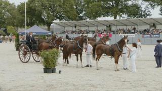 Show - Randems tuigpaarden