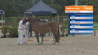 Nationale Veulenkeuring - Selectie hengstveulens dressuur (groep 2)