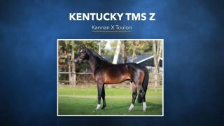 15. Kentucky TMS Z