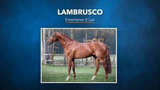 Lambrusco - Entertainer x Lux