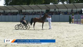 Nationale Tuigpaardendag 2023 - Presentatie goedgekeurde hengsten jaargang 2023