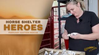 Horse Shelter Heroes - February Auction Rescue - S4 E3