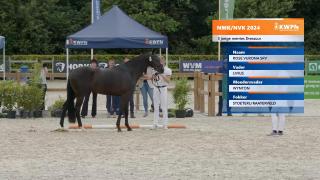 Nationale Merriekeuring - Dressuurmerries (groep 3)