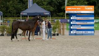 Nationale Veulenkeuring - Selectie merrieveulens dressuur (groep 3)