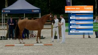 Nationale Merriekeuring - 4- tm 7-jarige Gelderse merries.