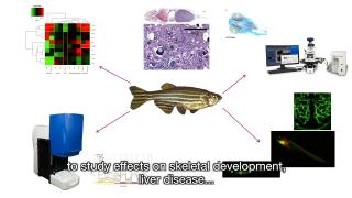 Zebrafish in toxicity testing
