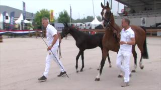 Selectie - Equimax veulenbokaal dressuurhengsten